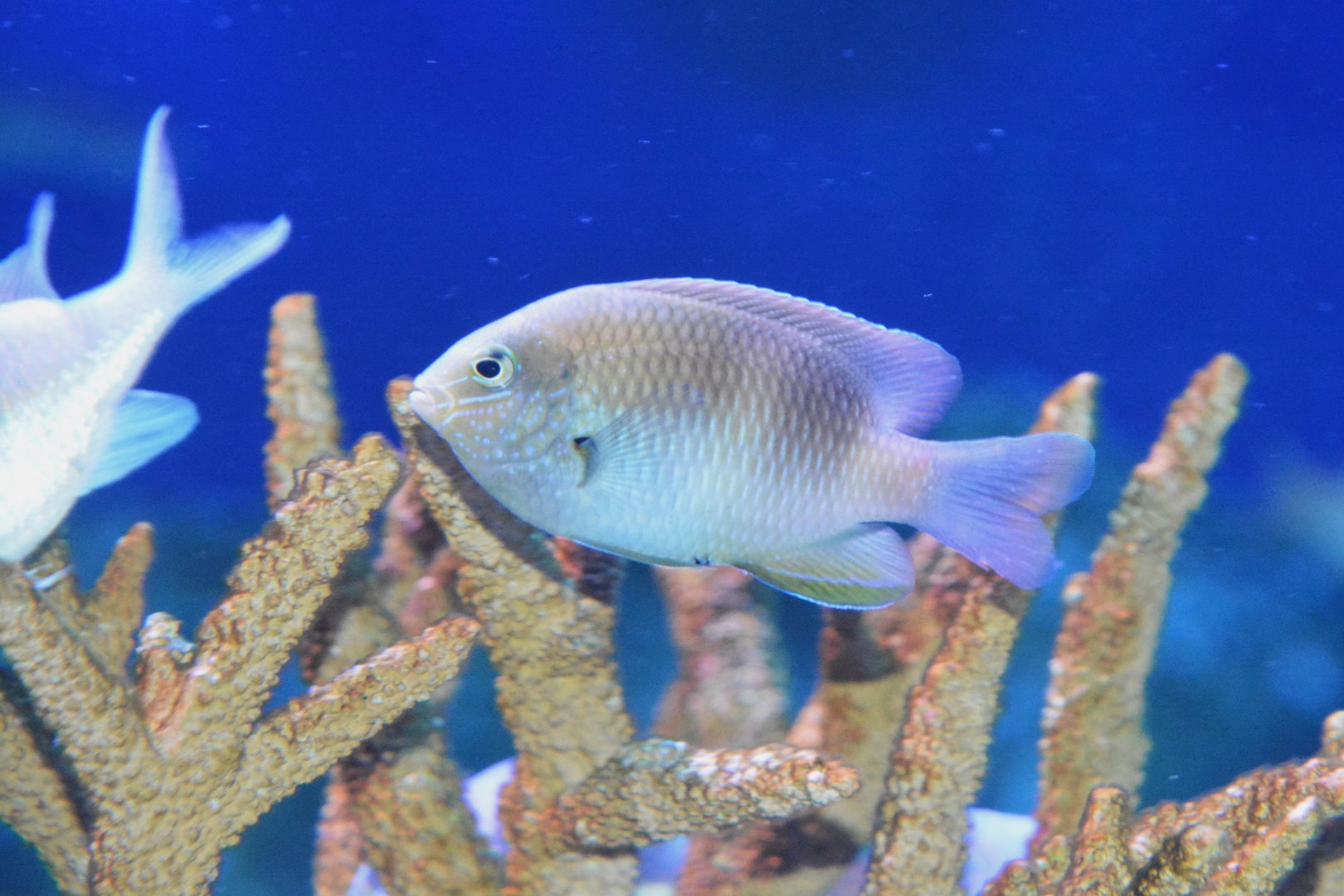 Honey-head damsel (Dischistodus prosopotaenia)