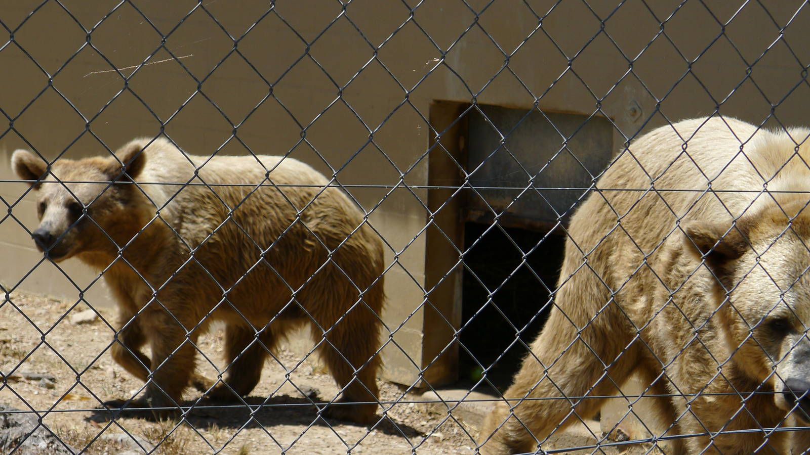 Honey & Pooh - Syrian Bears