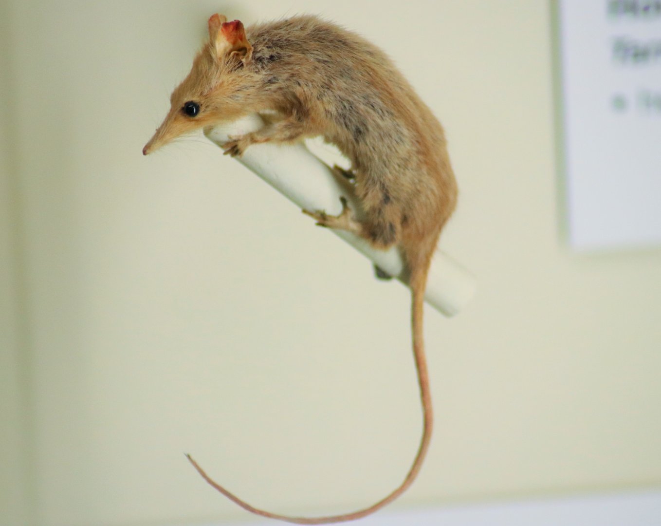 Honey Possum (Tarsipes rostratus)