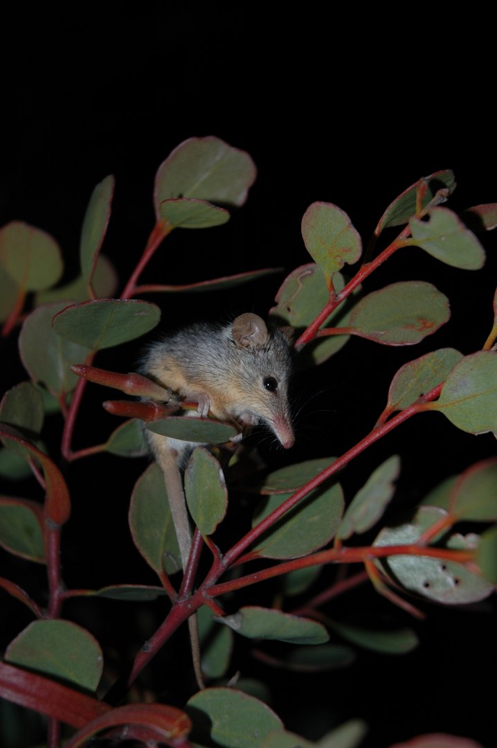 Honey Possum (Tarsipes rostratus)