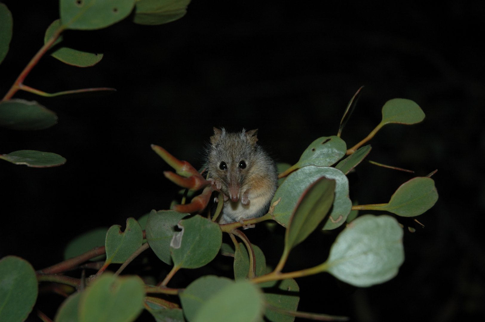 Honey Possum (Tarsipes rostratus)