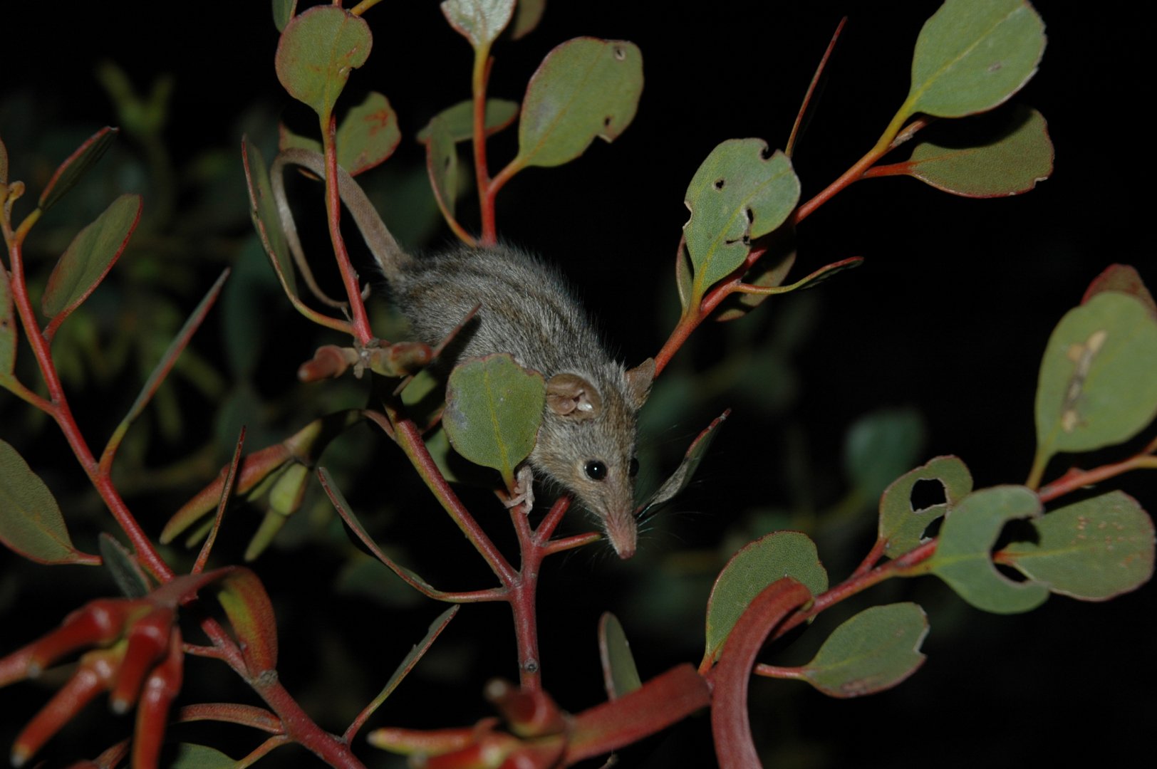 Honey Possum (Tarsipes rostratus)