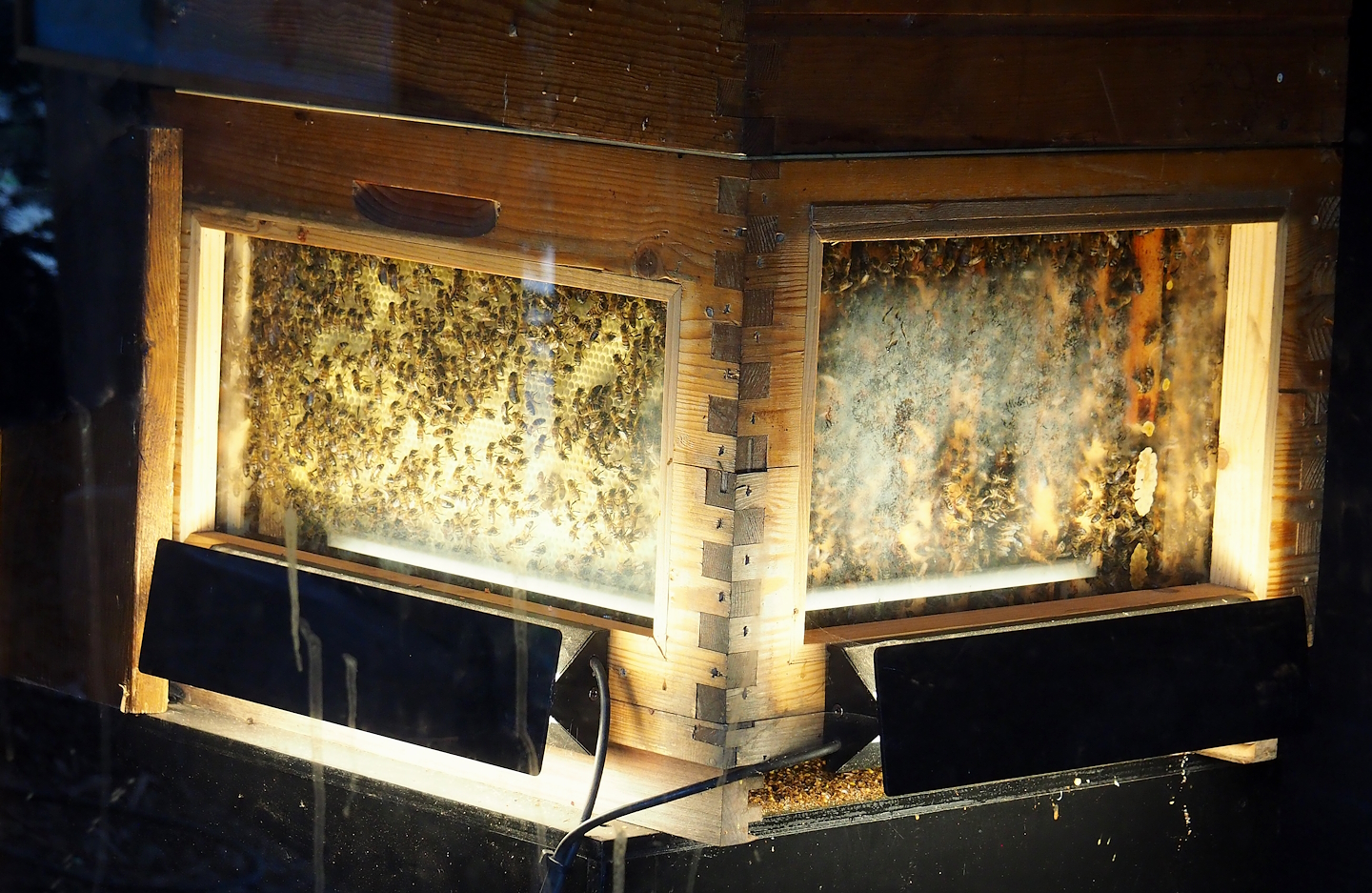 Honeybee hive, 2023-05-15