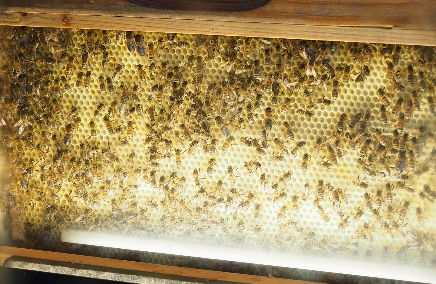 Honeybee hive, 2023-05-15