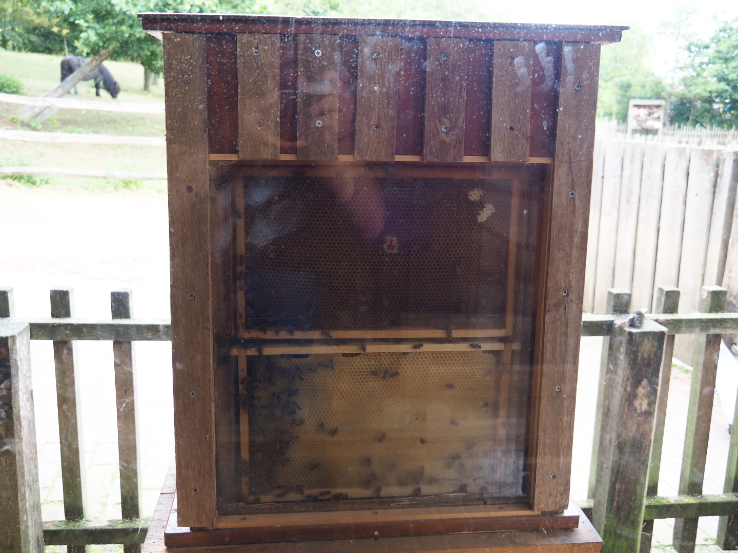 Honeybee hive (Apis mellifera), 2019-07-21