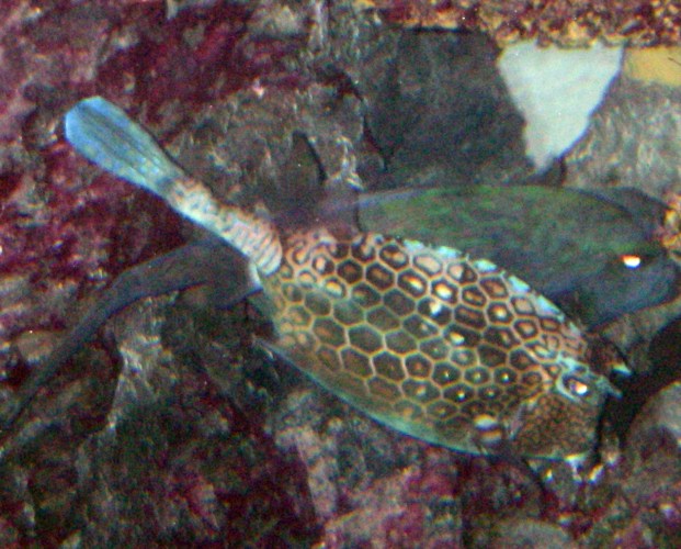 Honeycomb Cowfish (Acanthostracion polygonius)