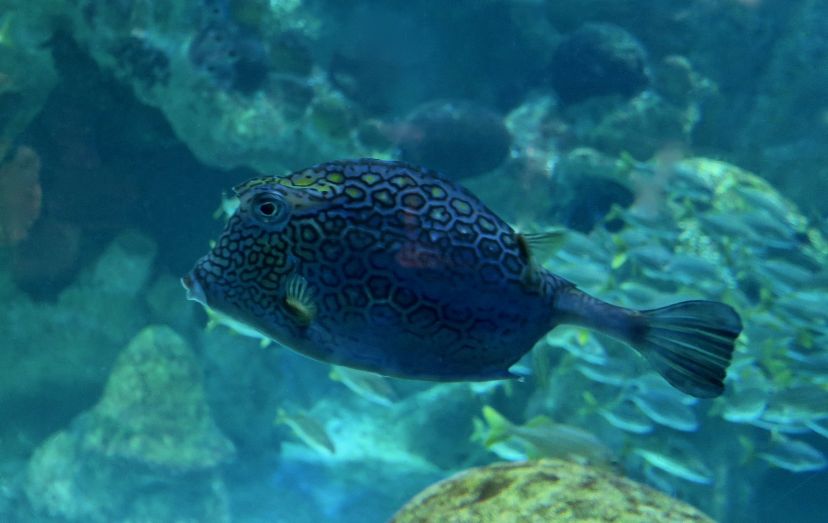 Honeycomb Cowfish (Acanthostracion polygonius)