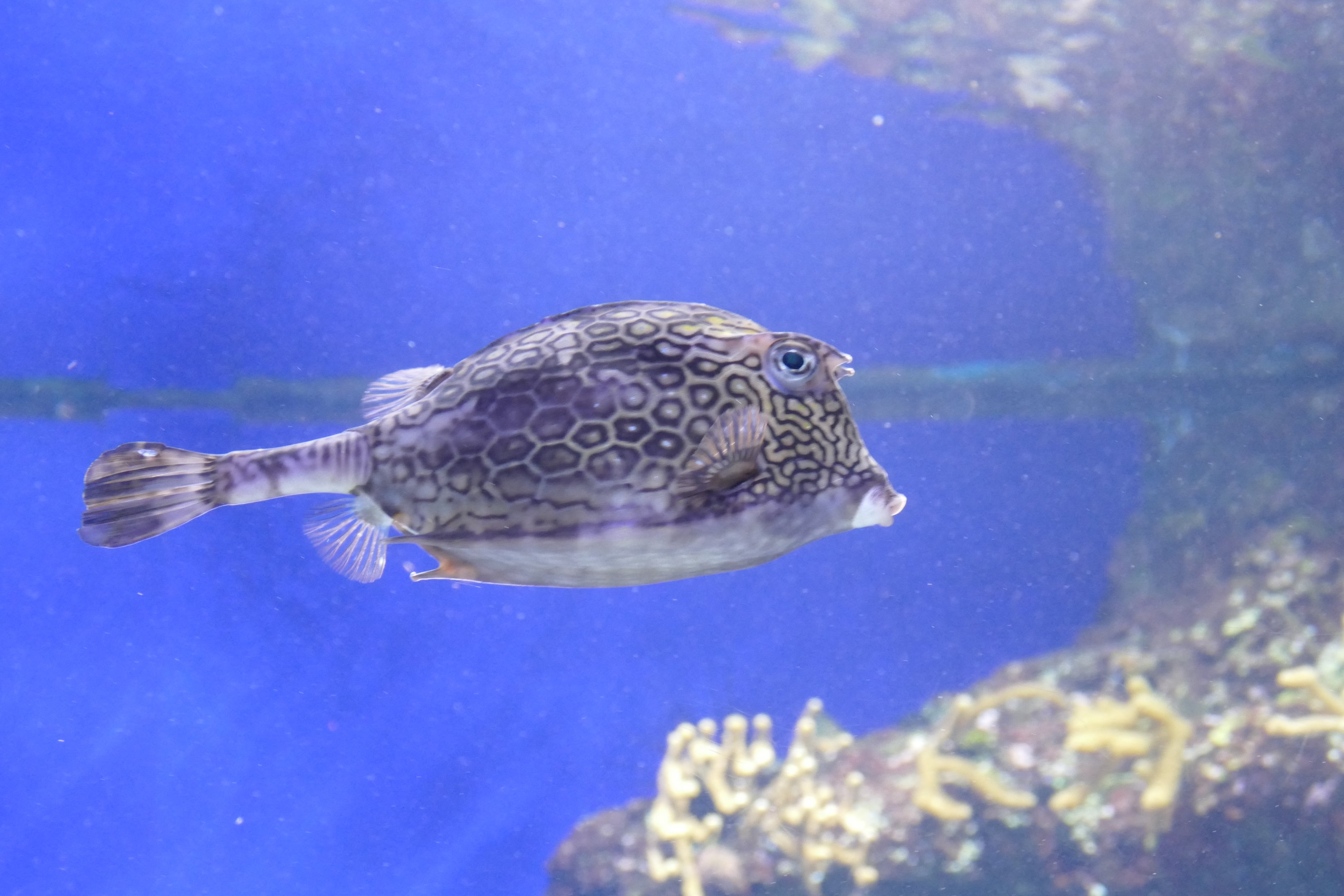 Honeycomb cowfish