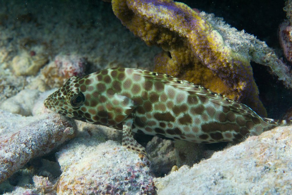 Honeycomb Grouper (Epinephalus merra)