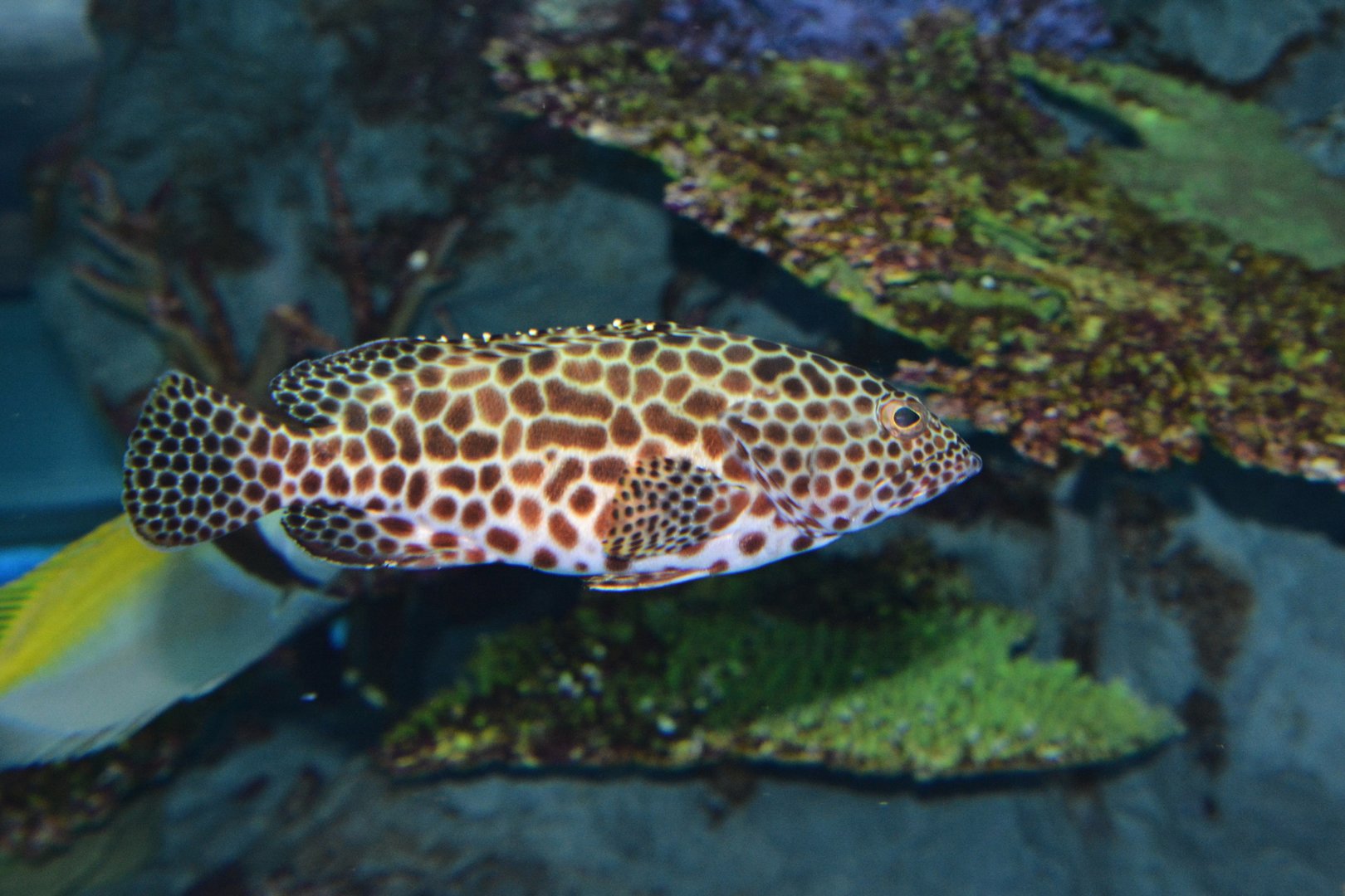 Honeycomb grouper (Epinephelus merra)