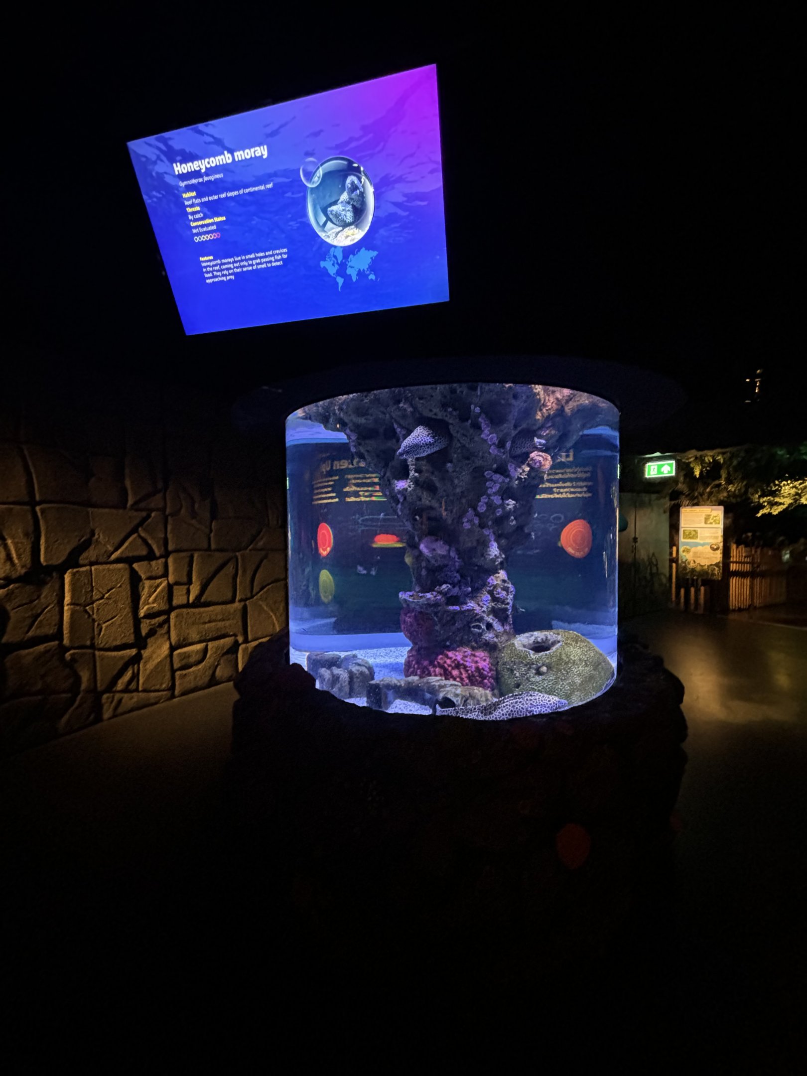 Honeycomb Moray Eel Exhibit