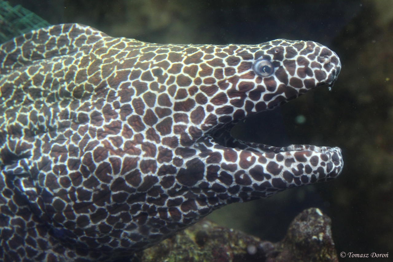 Honeycomb Moray Eel (Gymnothorax favagineus)