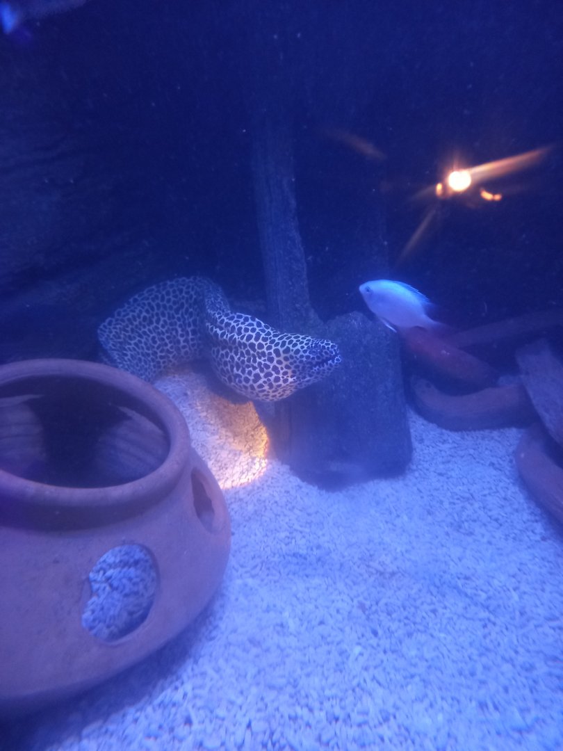 Honeycomb Moray Eel