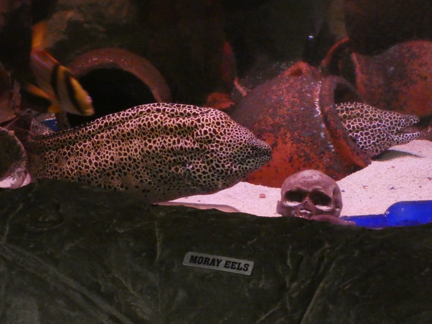 Honeycomb moray eels - Skegness Aquarium