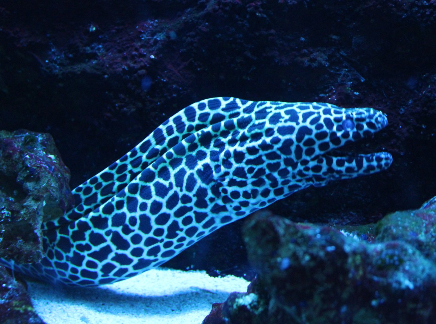 Honeycomb moray - Gymnothorax favagineus