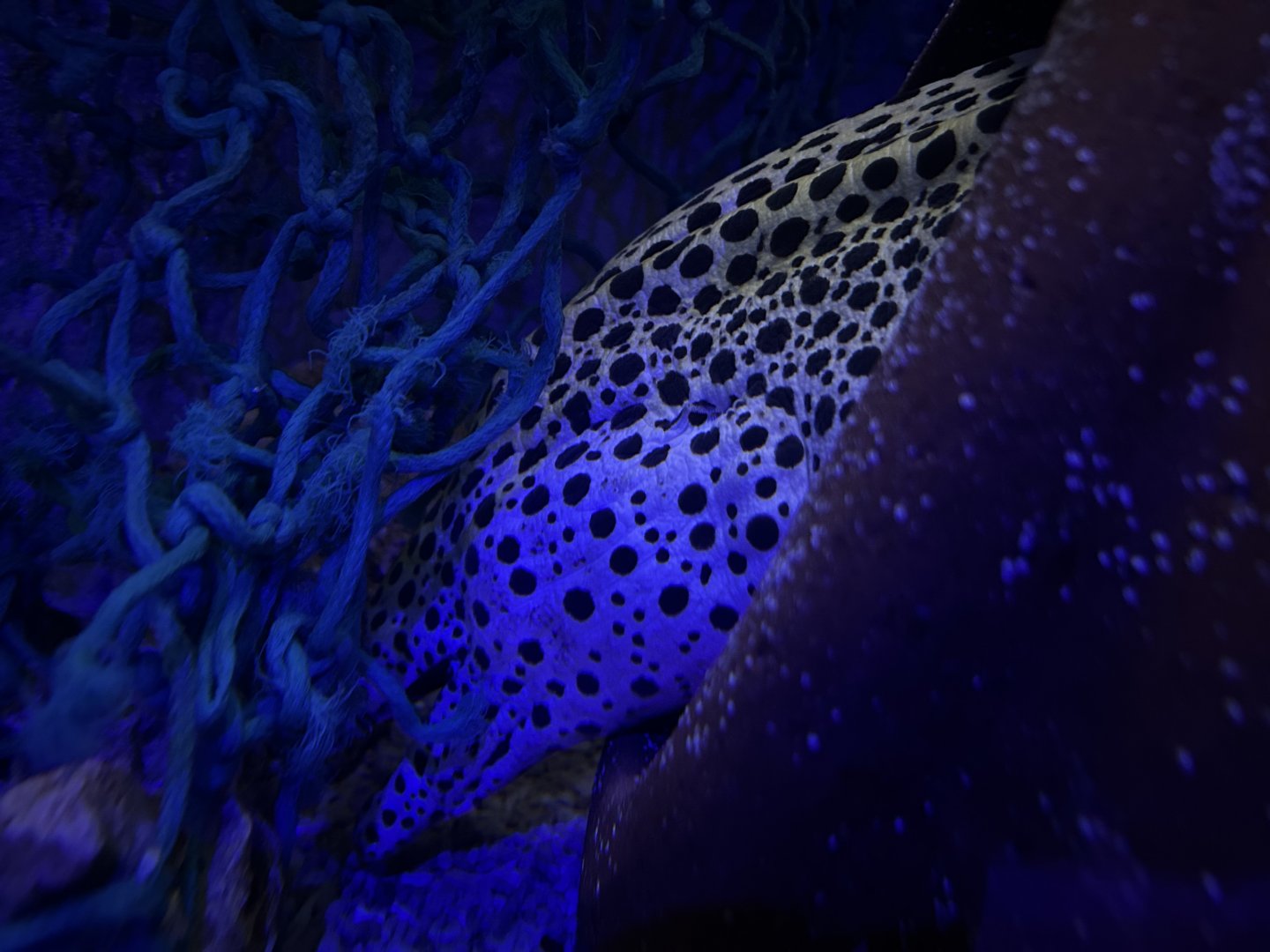 Honeycomb Moray, (Gymnothorax favagineus)