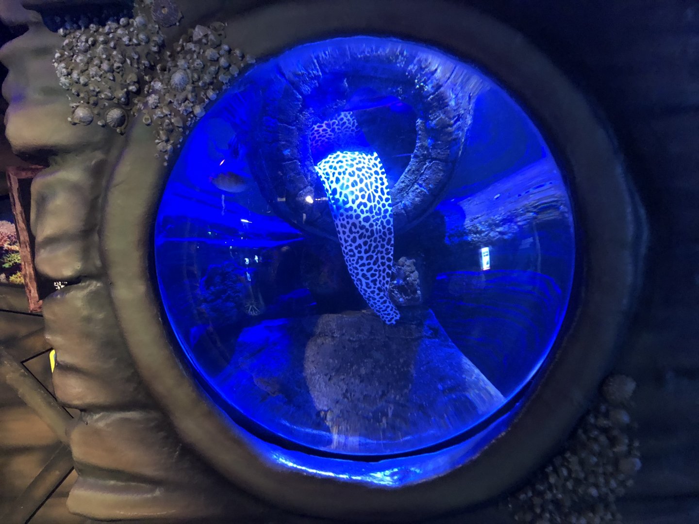 Honeycomb Moray Tank at SEA LIFE Blackpool (2019)