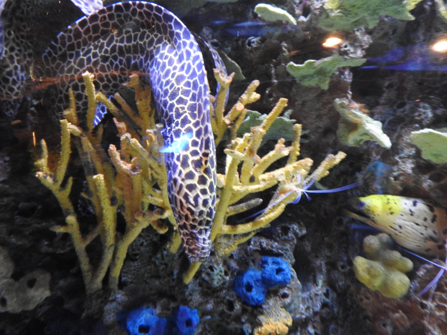 Honeycomb Moray