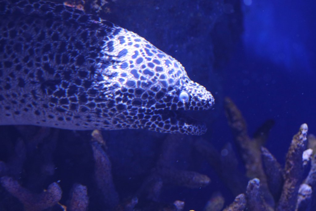 Honeycomb Moray
