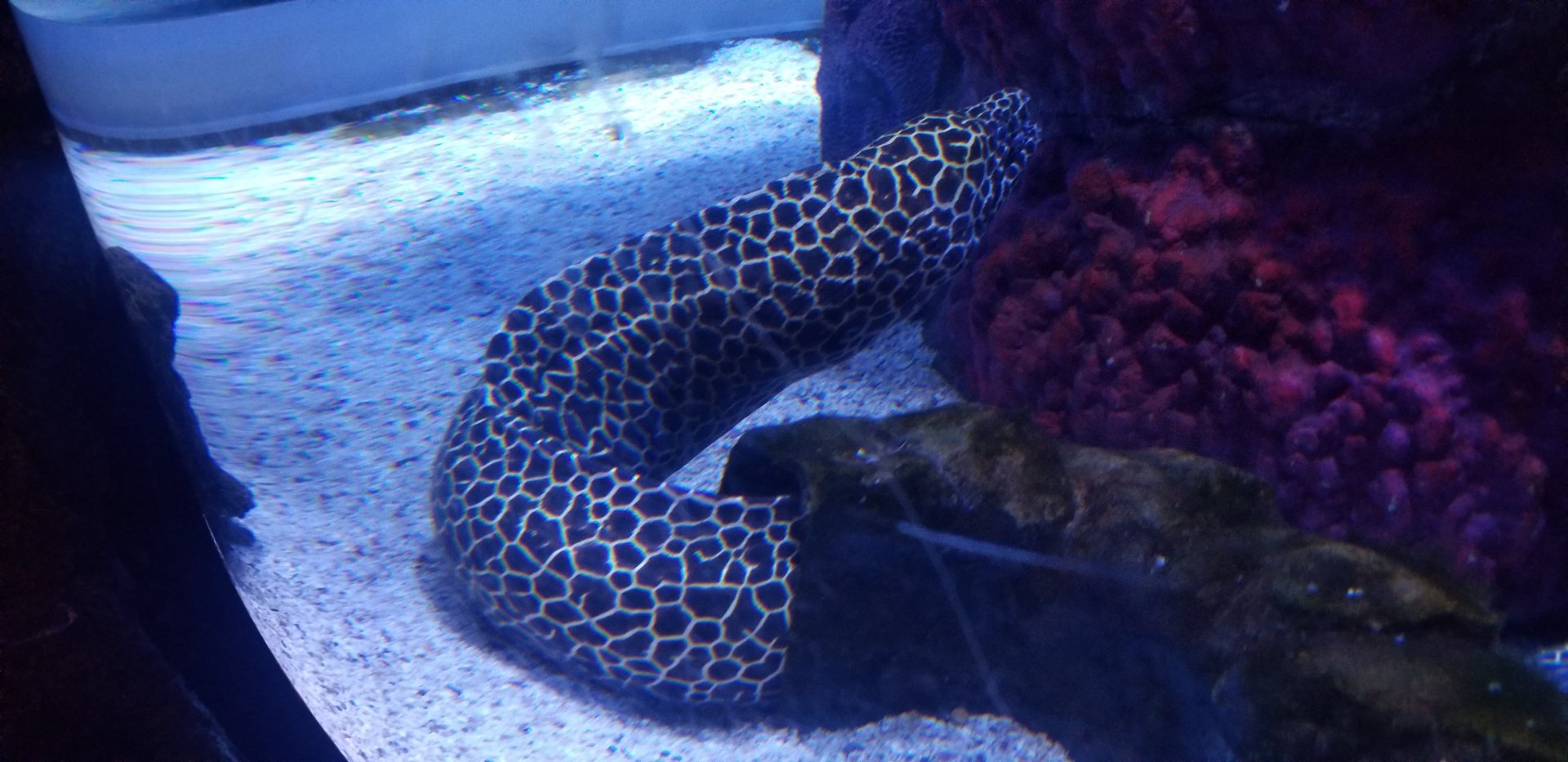 Honeycomb Moray