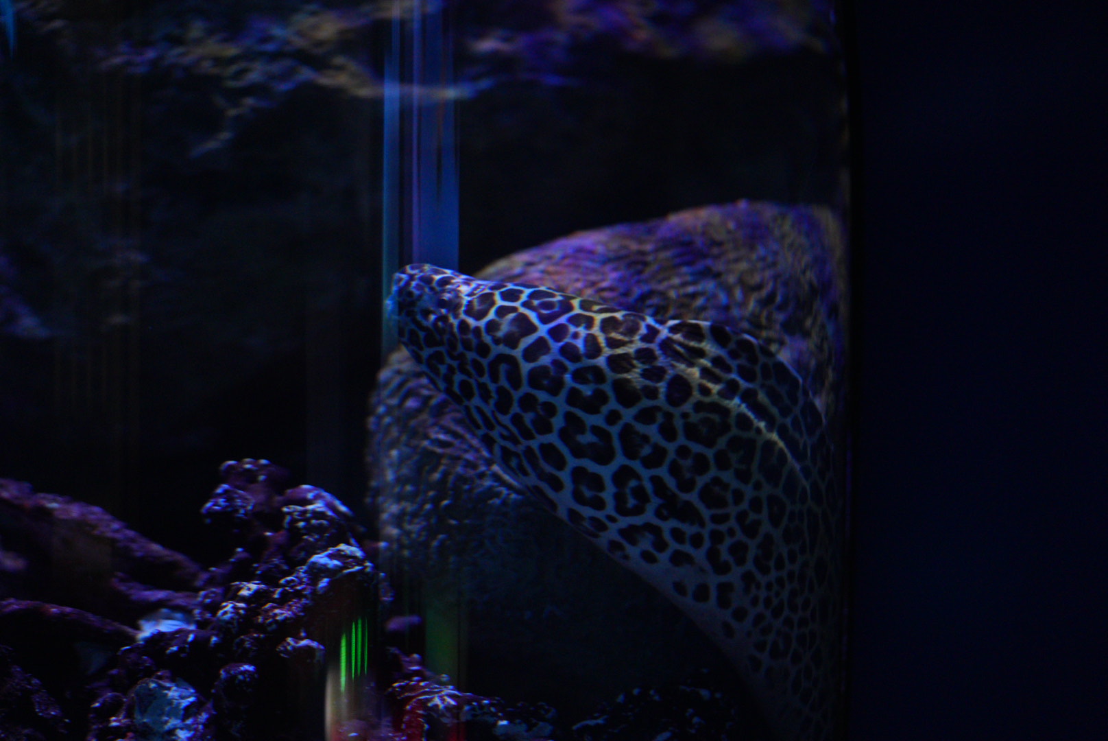 Honeycomb Moray