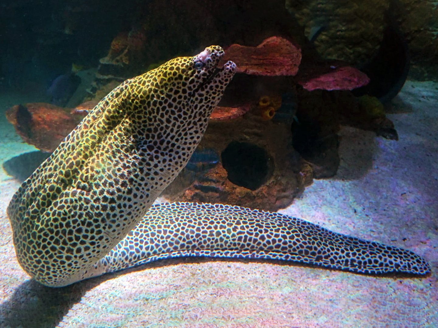 Honeycomb moray