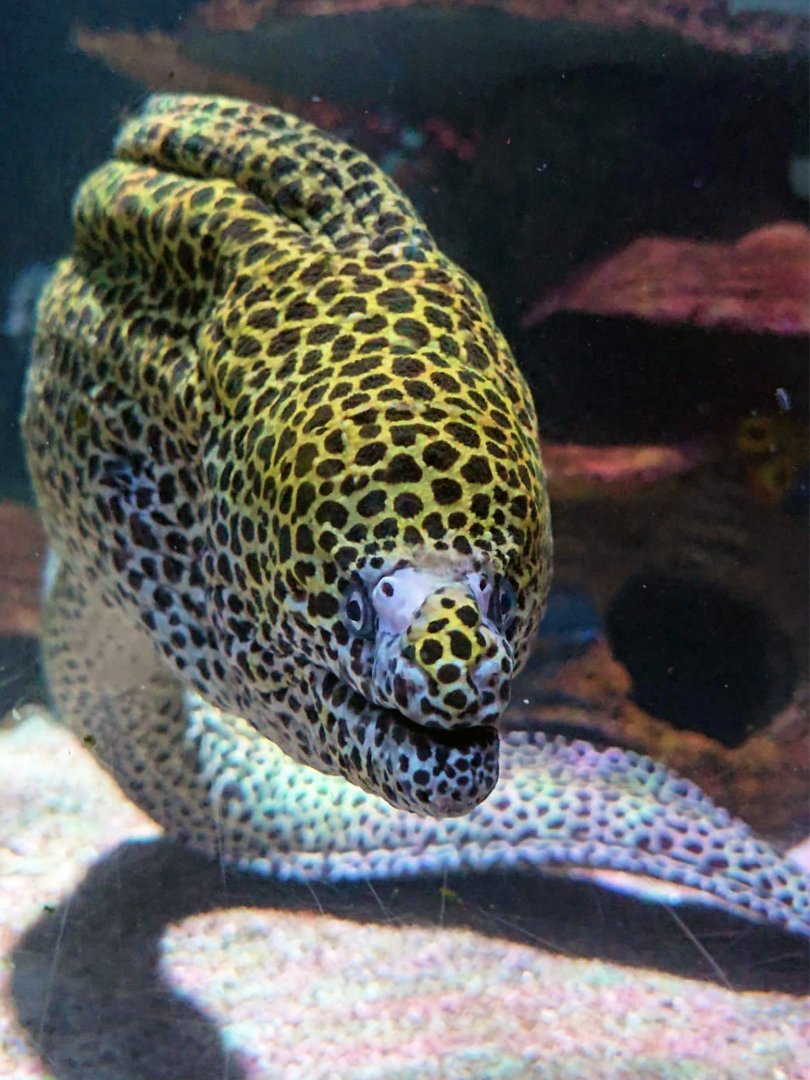 Honeycomb moray