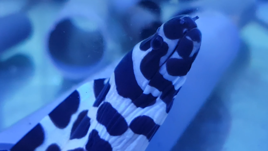 Honeycomb morey - Gymnothorax favagineus