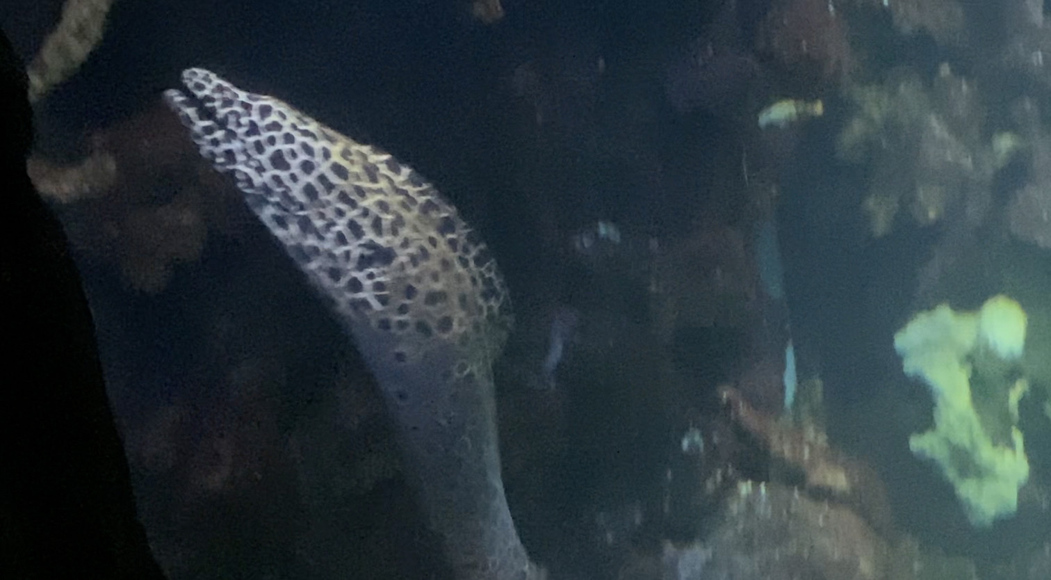 Honeycomb or Spotted Moray? - Burgers' Zoo