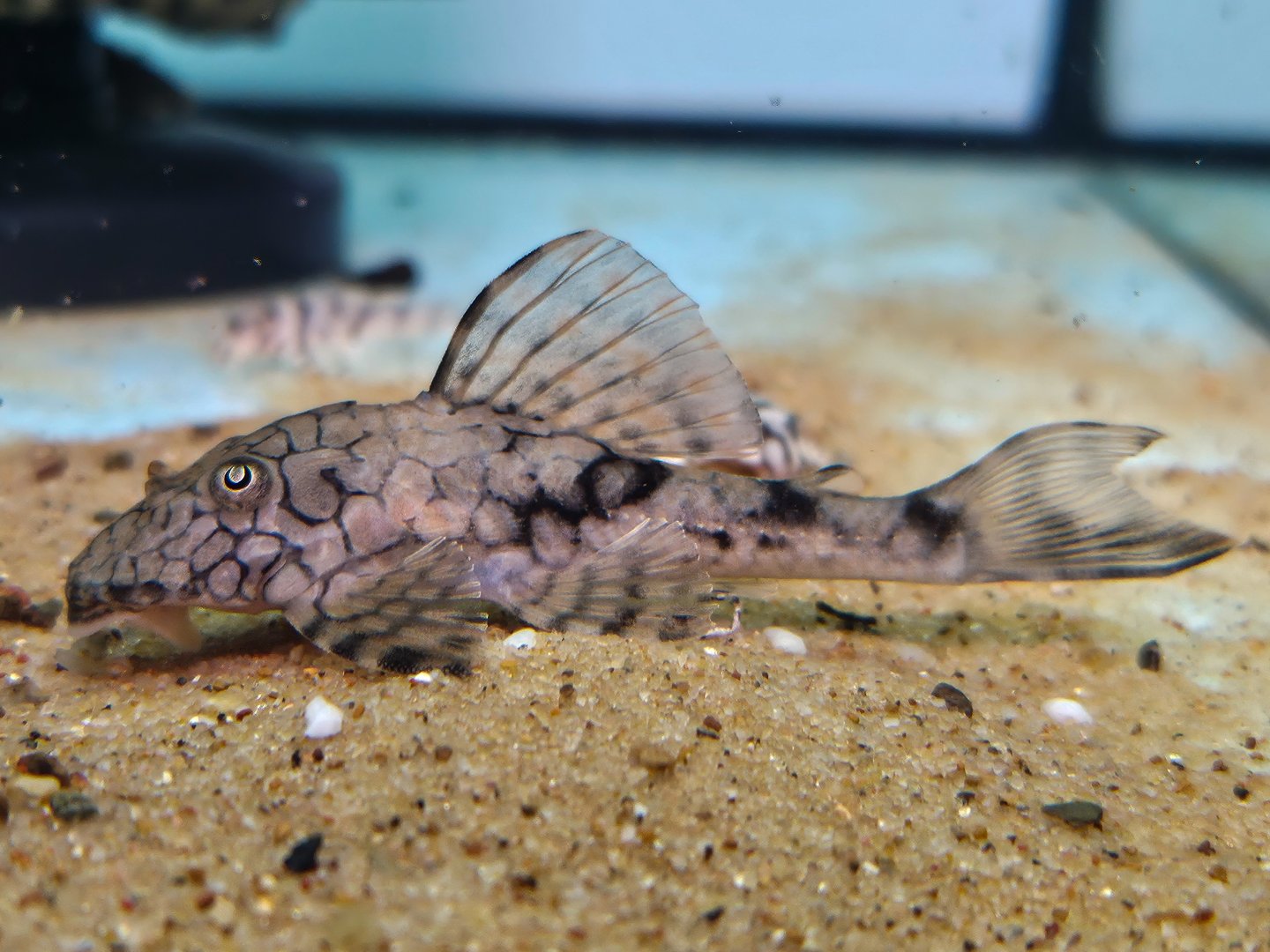 Honeycomb Pleco, L037 (Hypostomus faveolus)