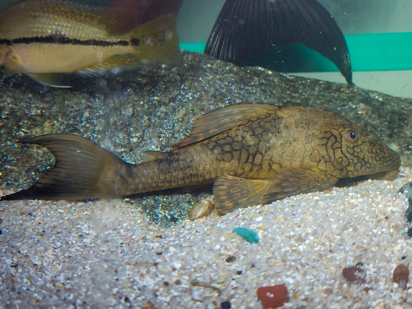 Honeycomb Pleco, L037 (Hypostomus faveolus)