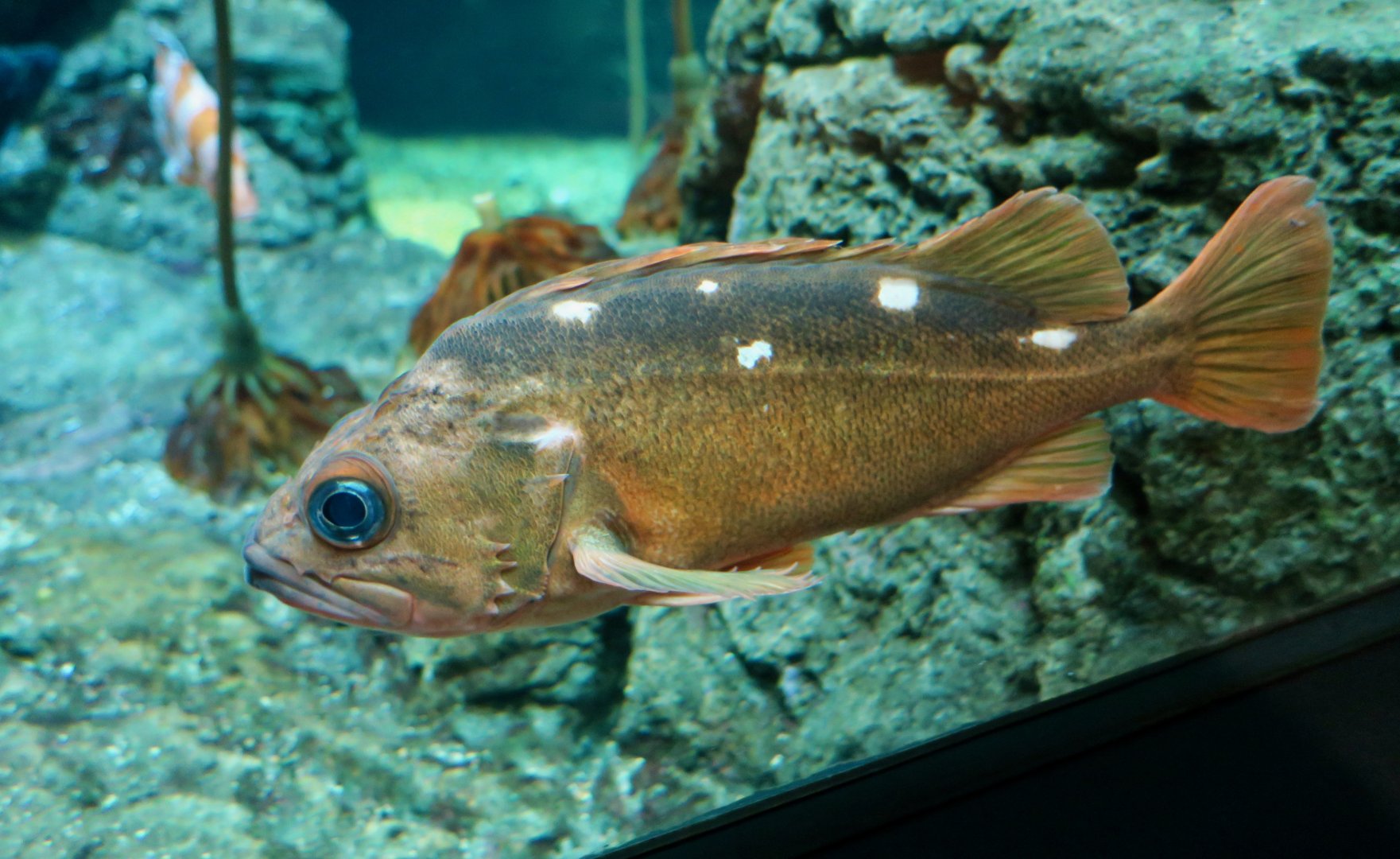 Honeycomb Rockfish (Sebastes umbrosus)