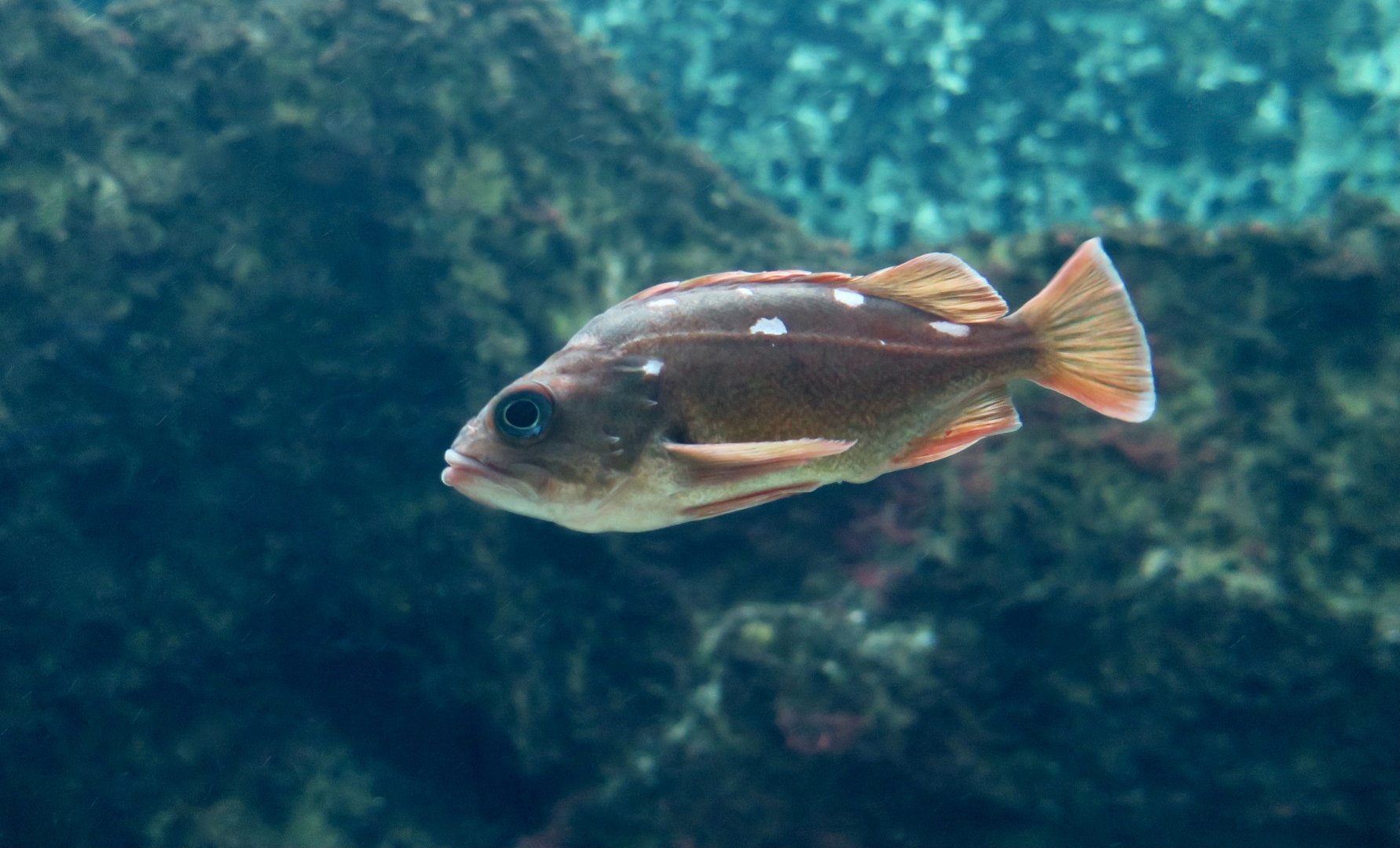 Honeycomb Rockfish (Sebastes umbrosus)