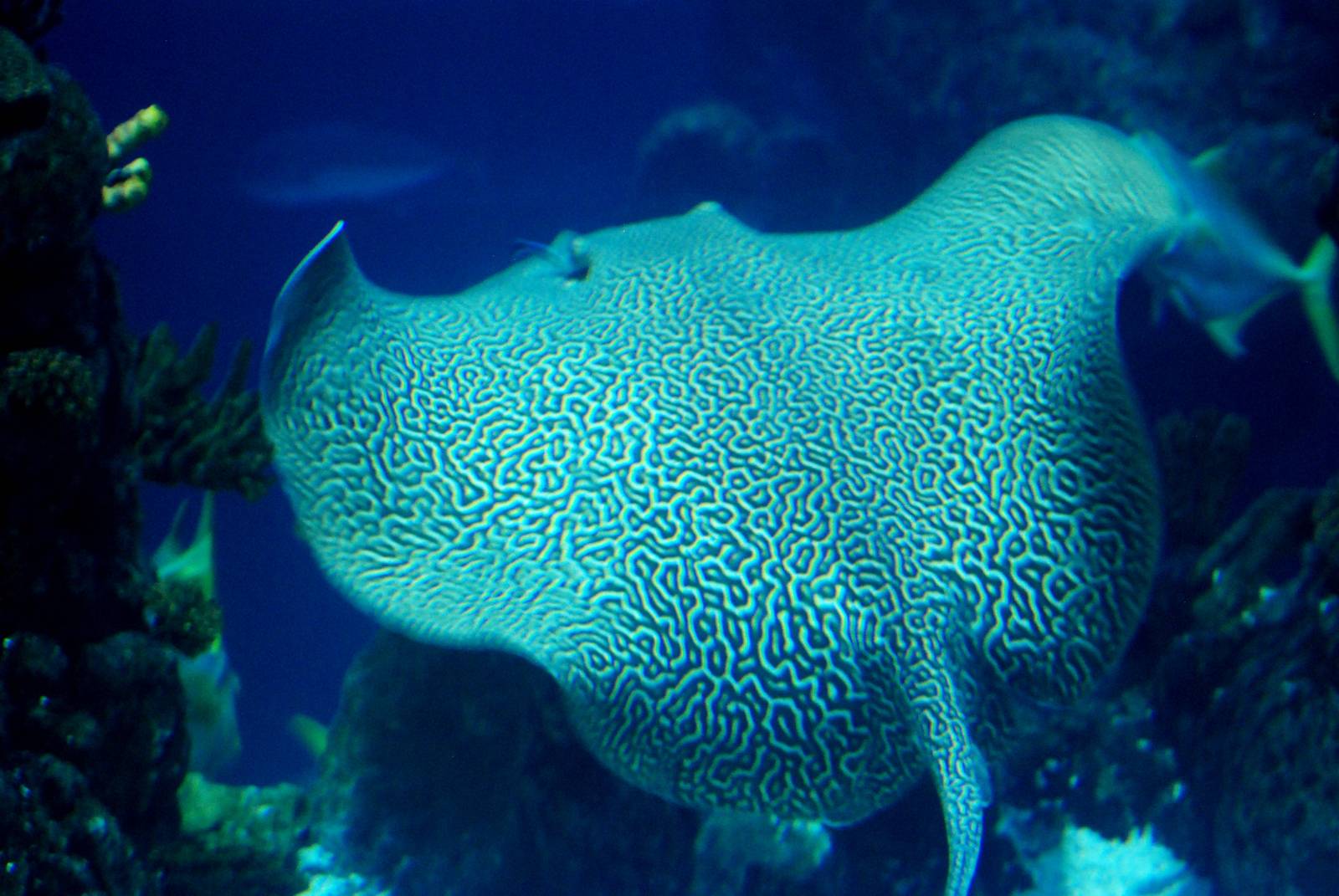 Honeycomb Stingray at The Deep, 29/09/12