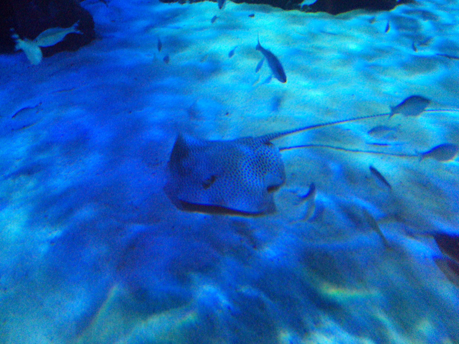 Honeycomb Stingray (Himantura uarnak)