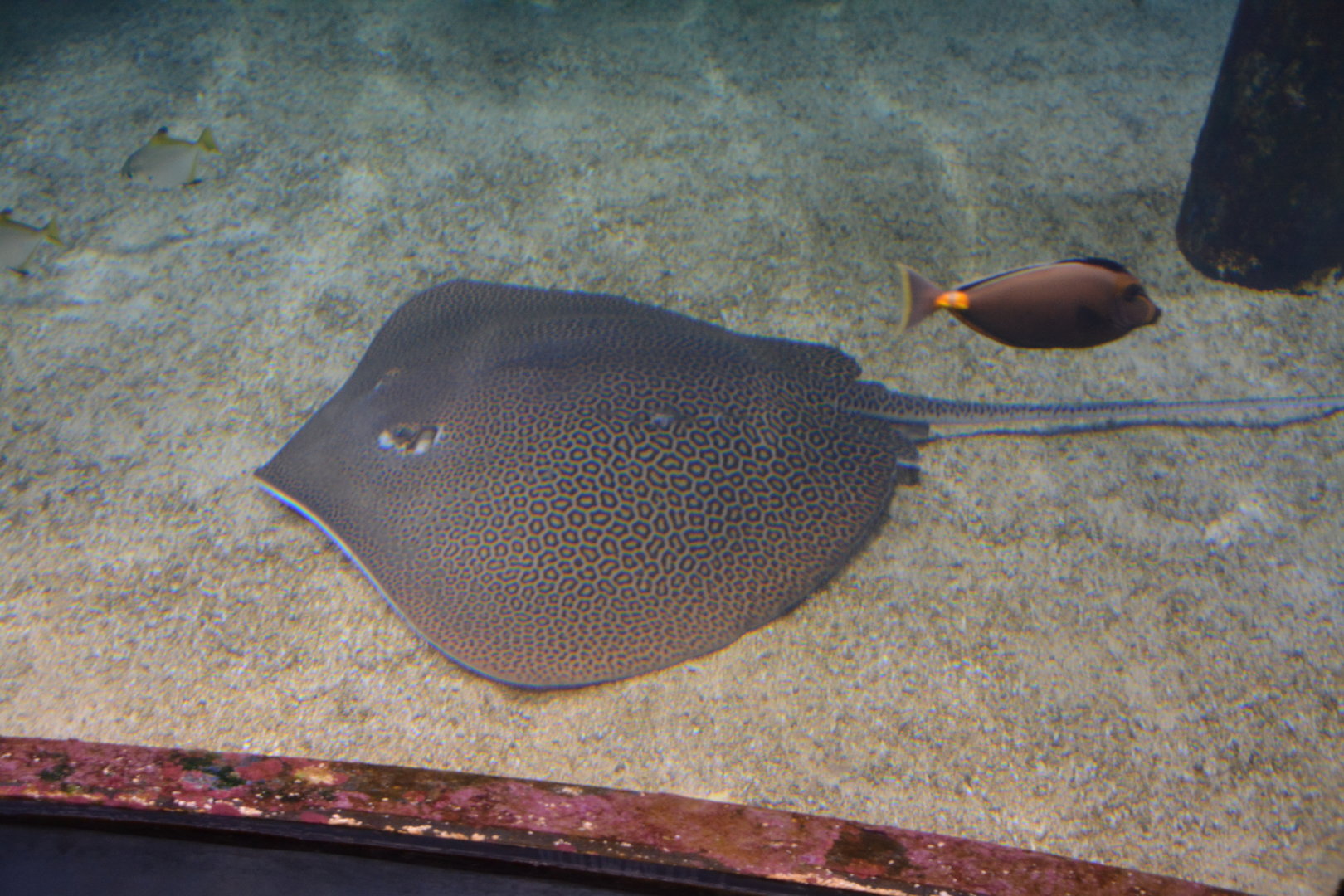 Honeycomb stingray (Himantura uarnak)