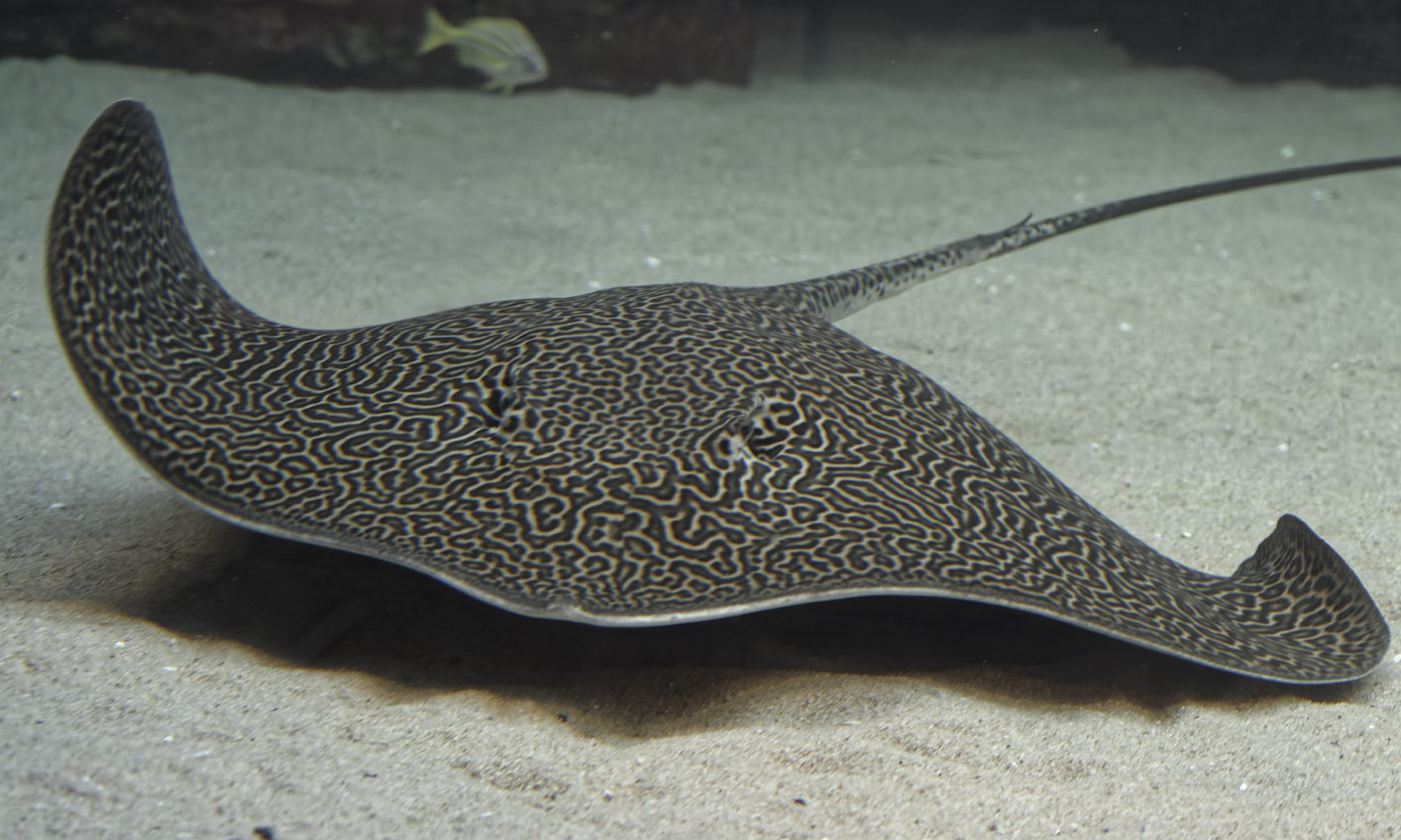 Honeycomb stingray