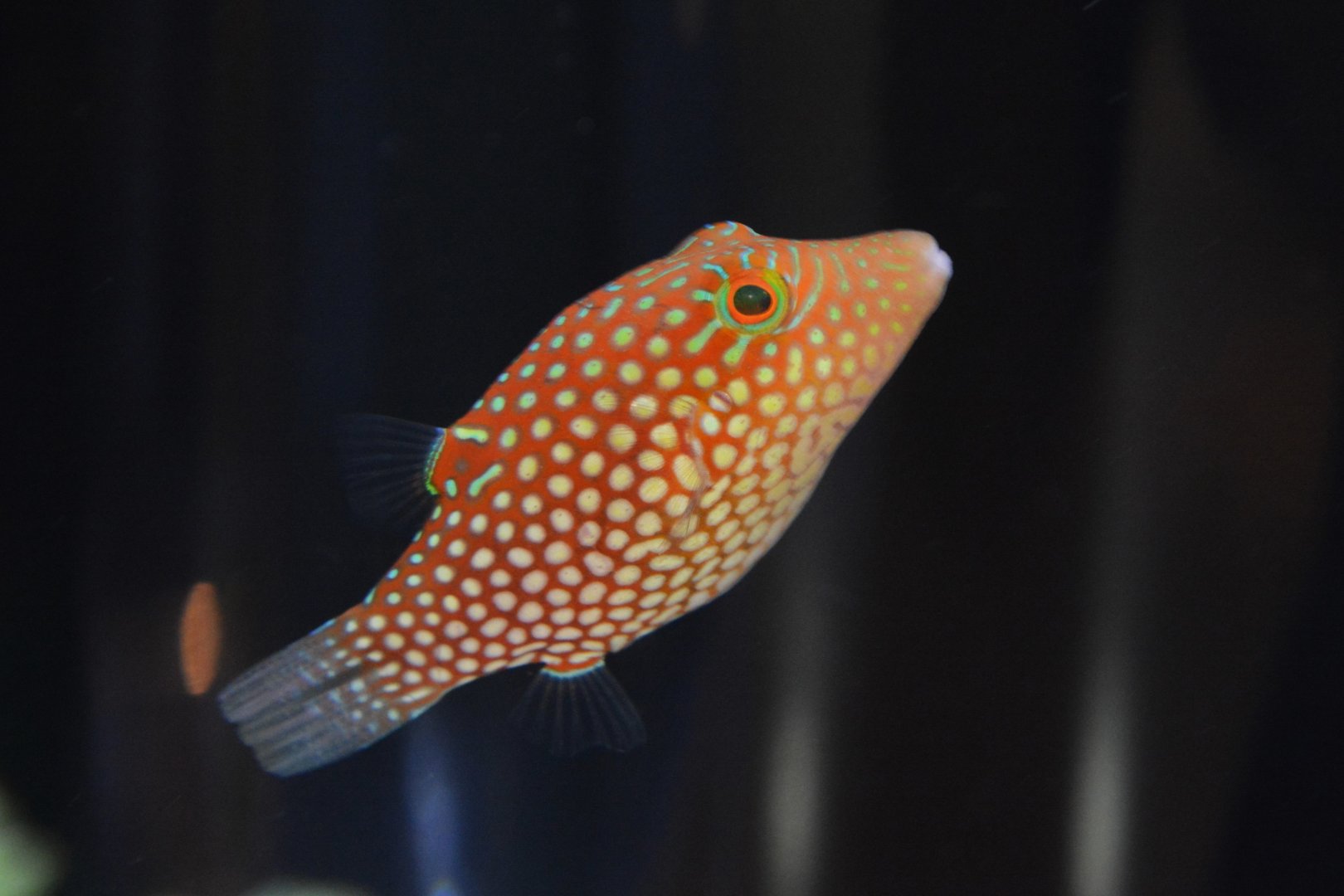 Honeycomb toby (Canthigaster janthinoptera)