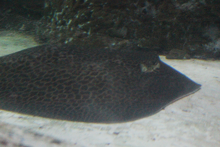 Honeycomb whipray (Himantura cf. undulata)