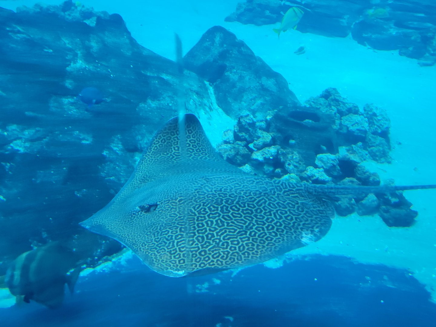 Honeycomb Whipray(Himantura undulata)