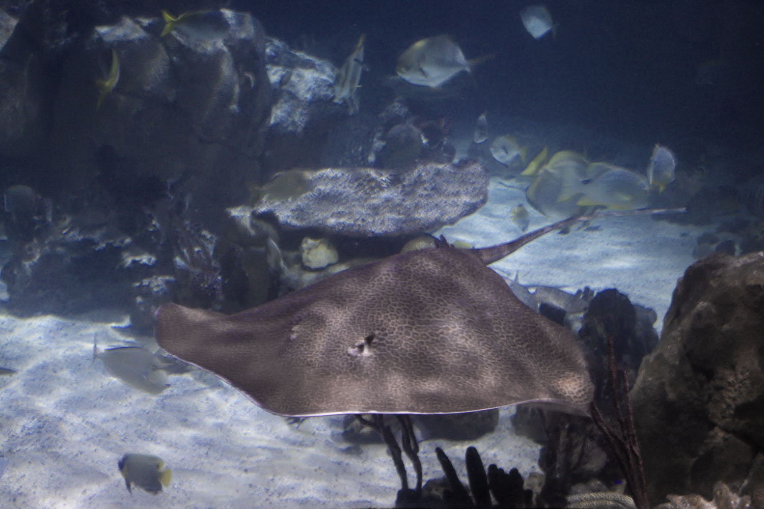 Honeycomb whiptail ray