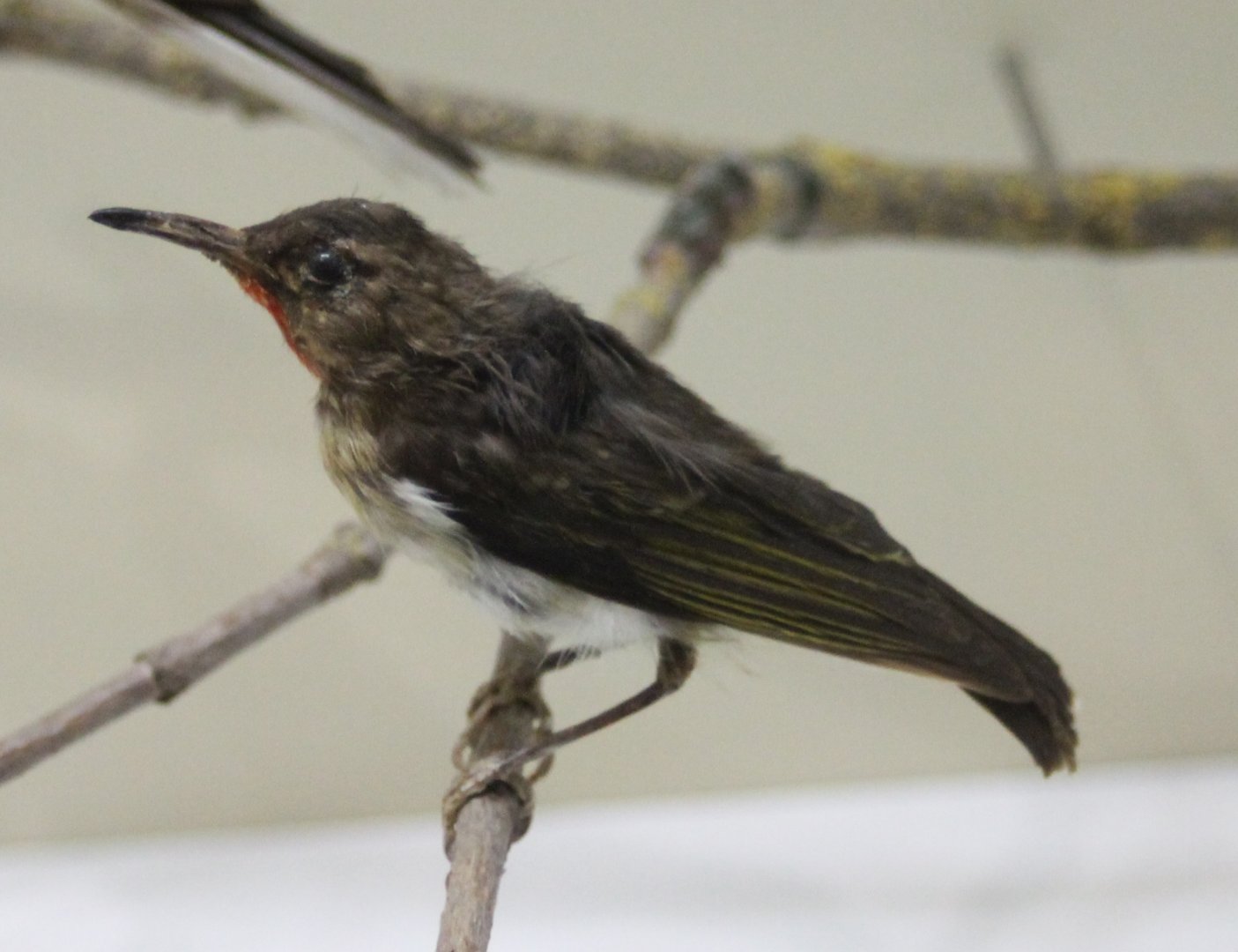 Honeyeater ID