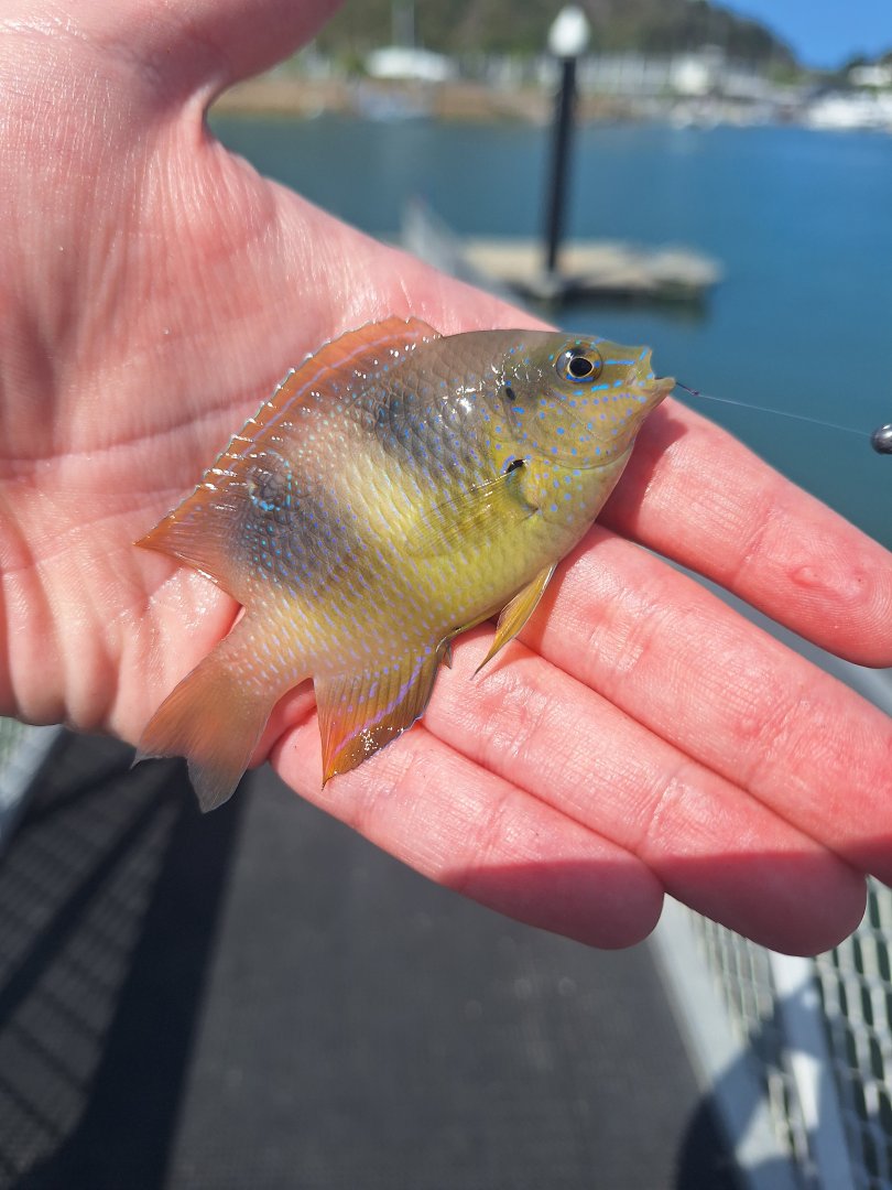 Honeyhead Damsel (Dischistodus prosopotaenia)