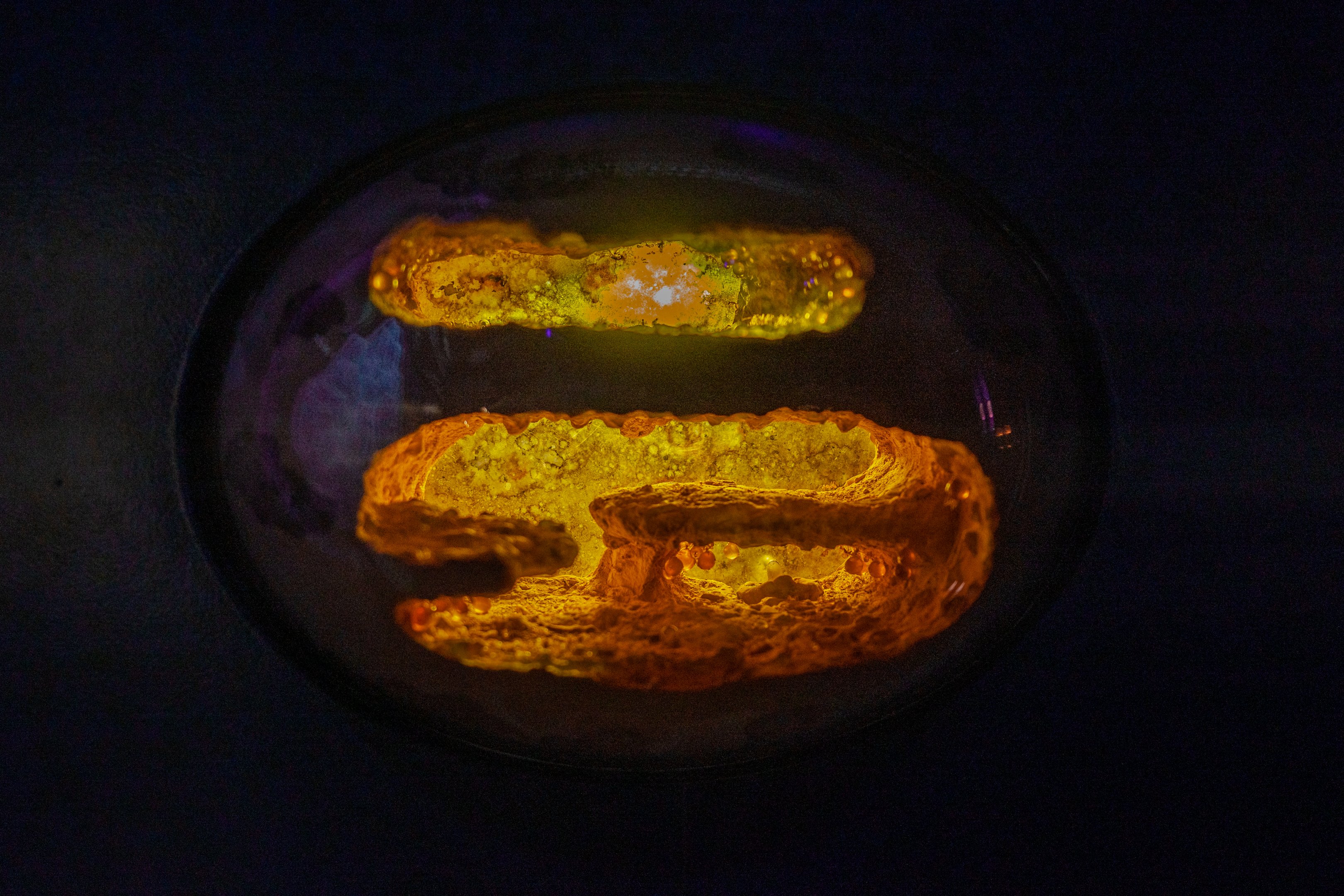 Honeypot Ants Habitat