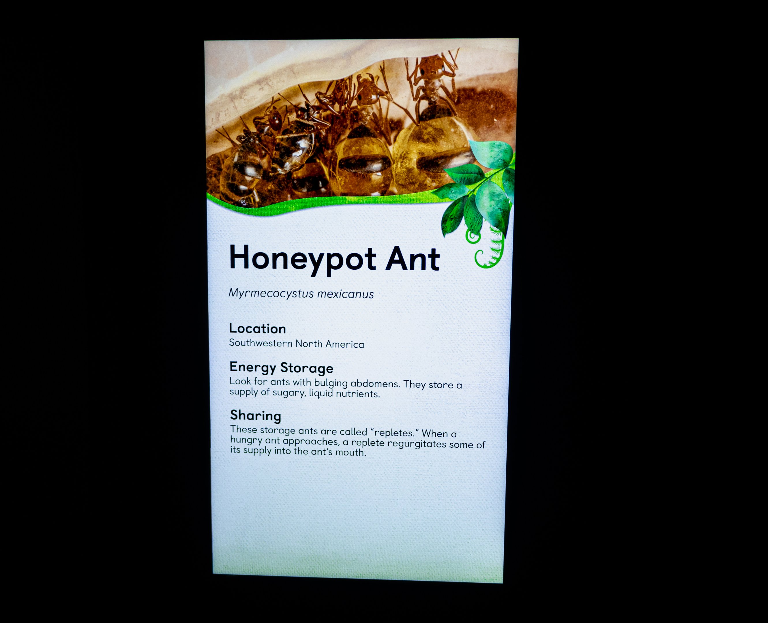 Honeypot Ants signage