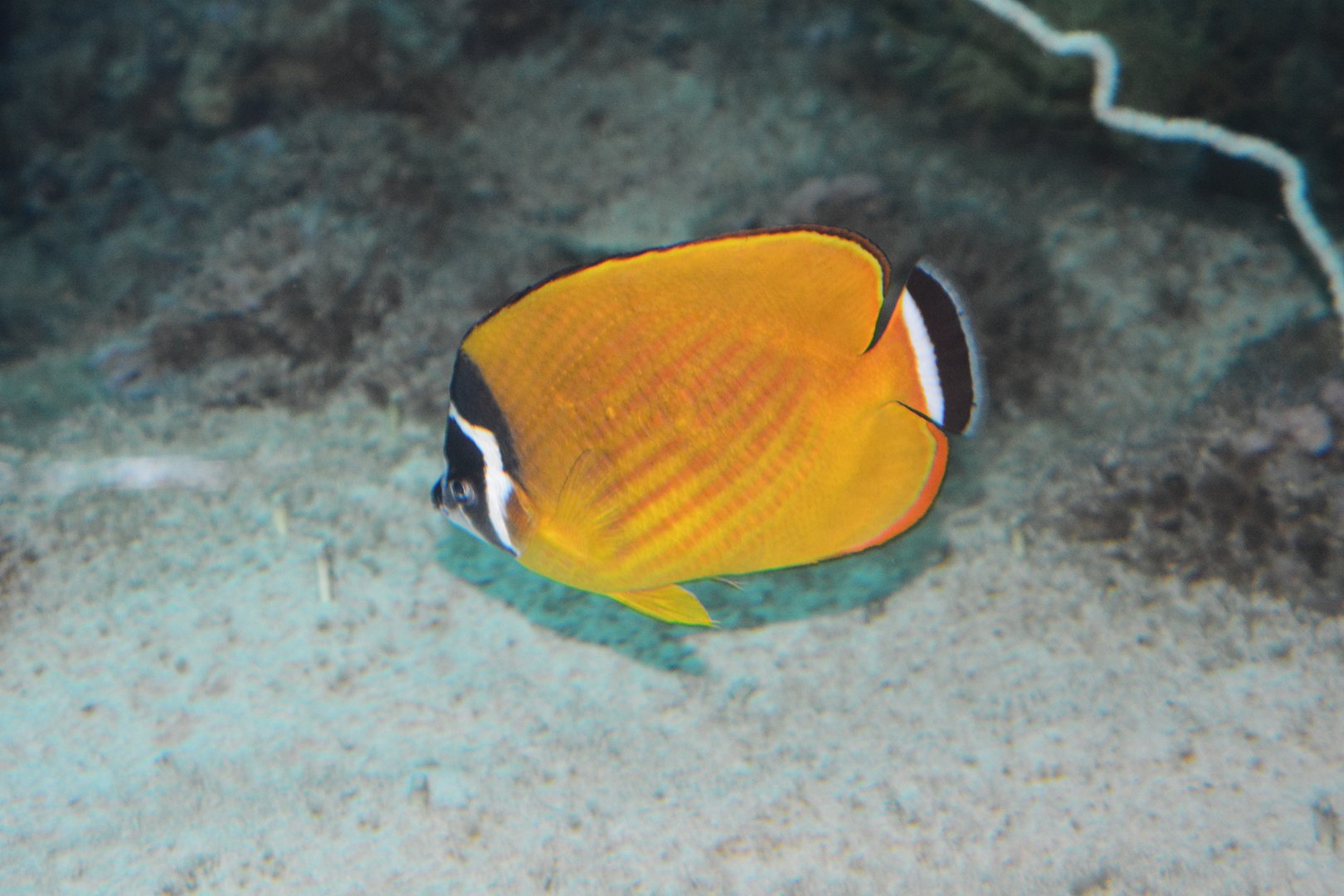 Hong Kong butterflyfish (Chaetodon wiebeli)