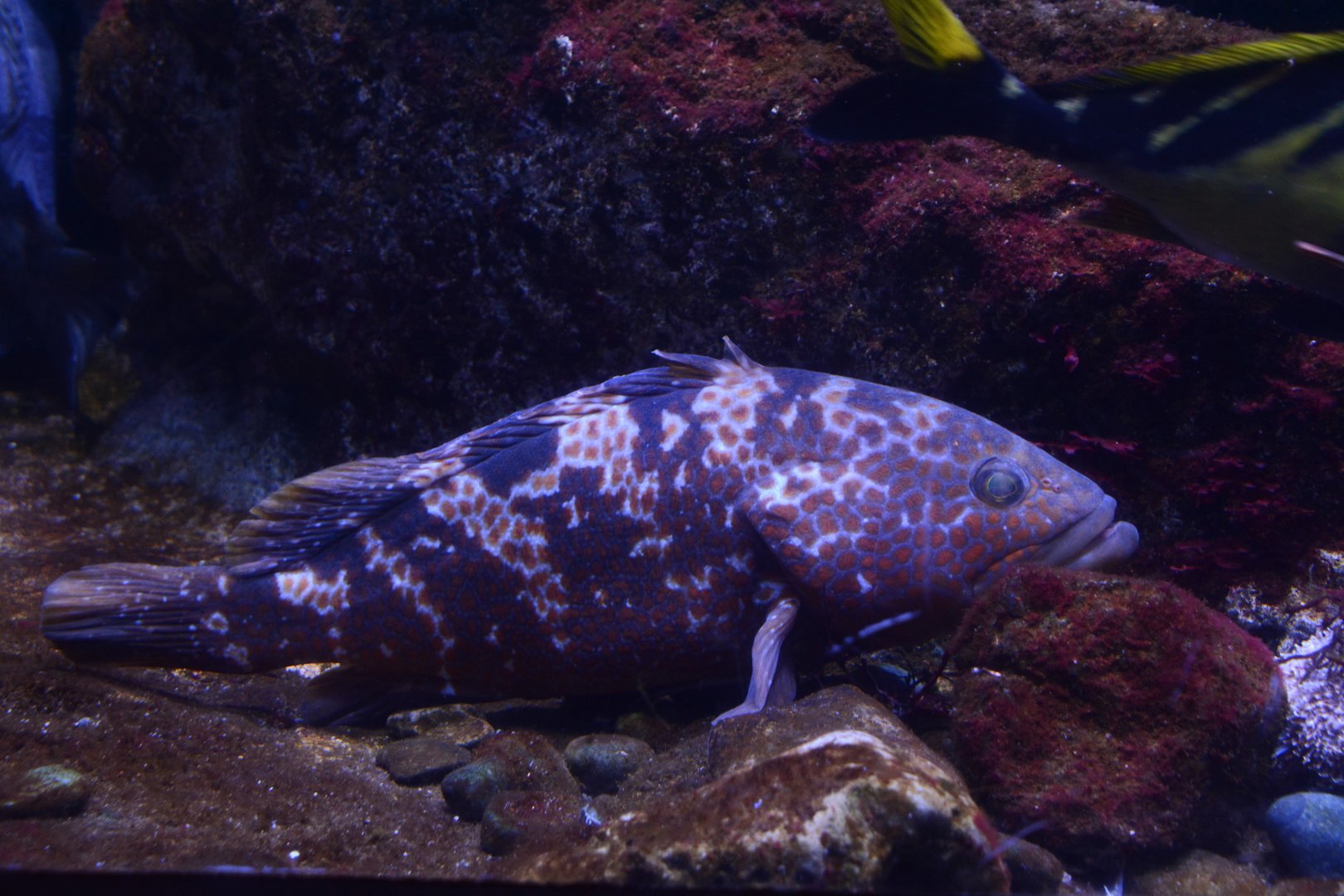 Hong Kong grouper (Epinephelus akaara)
