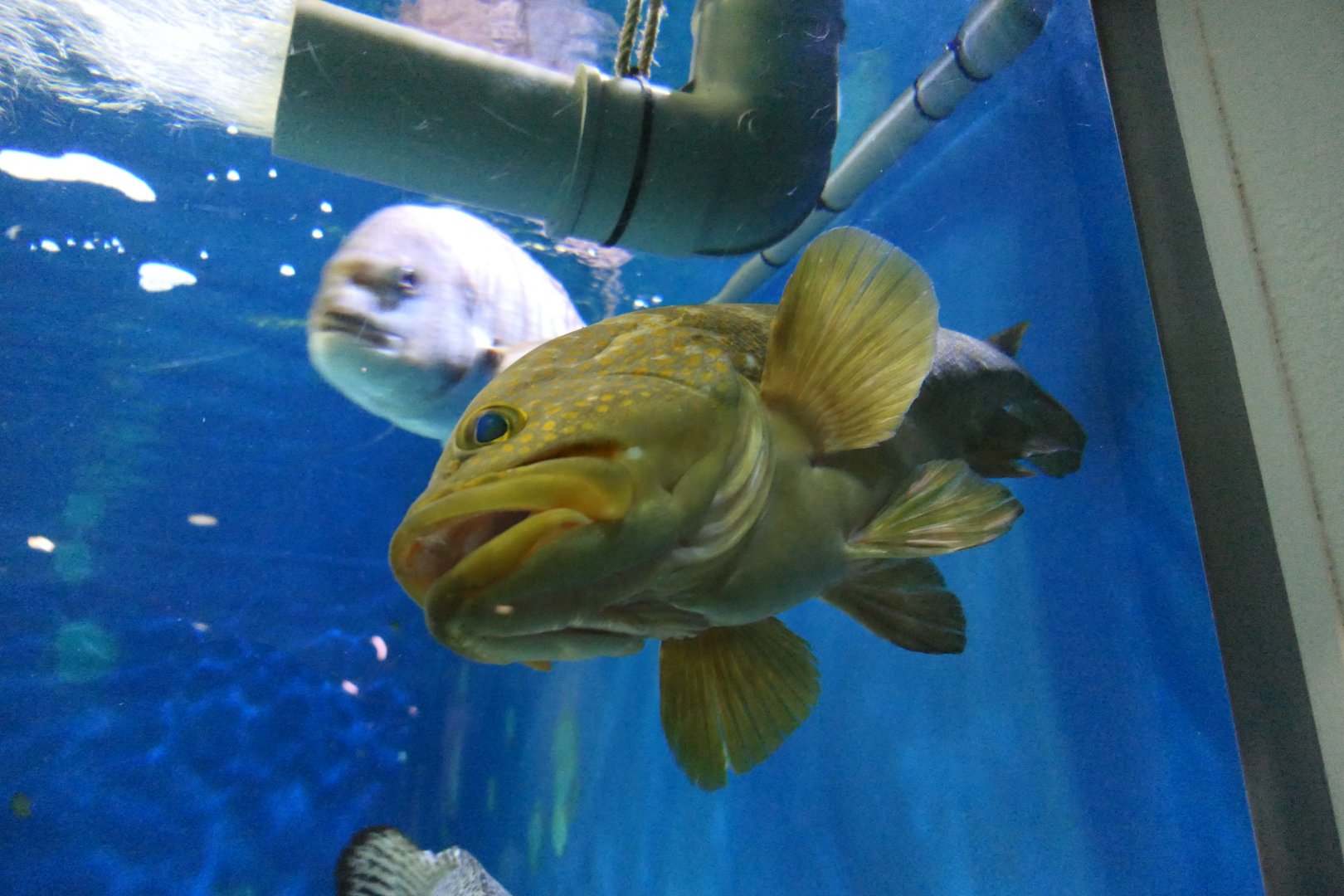Hong Kong Grouper (Epinephelus akaara)