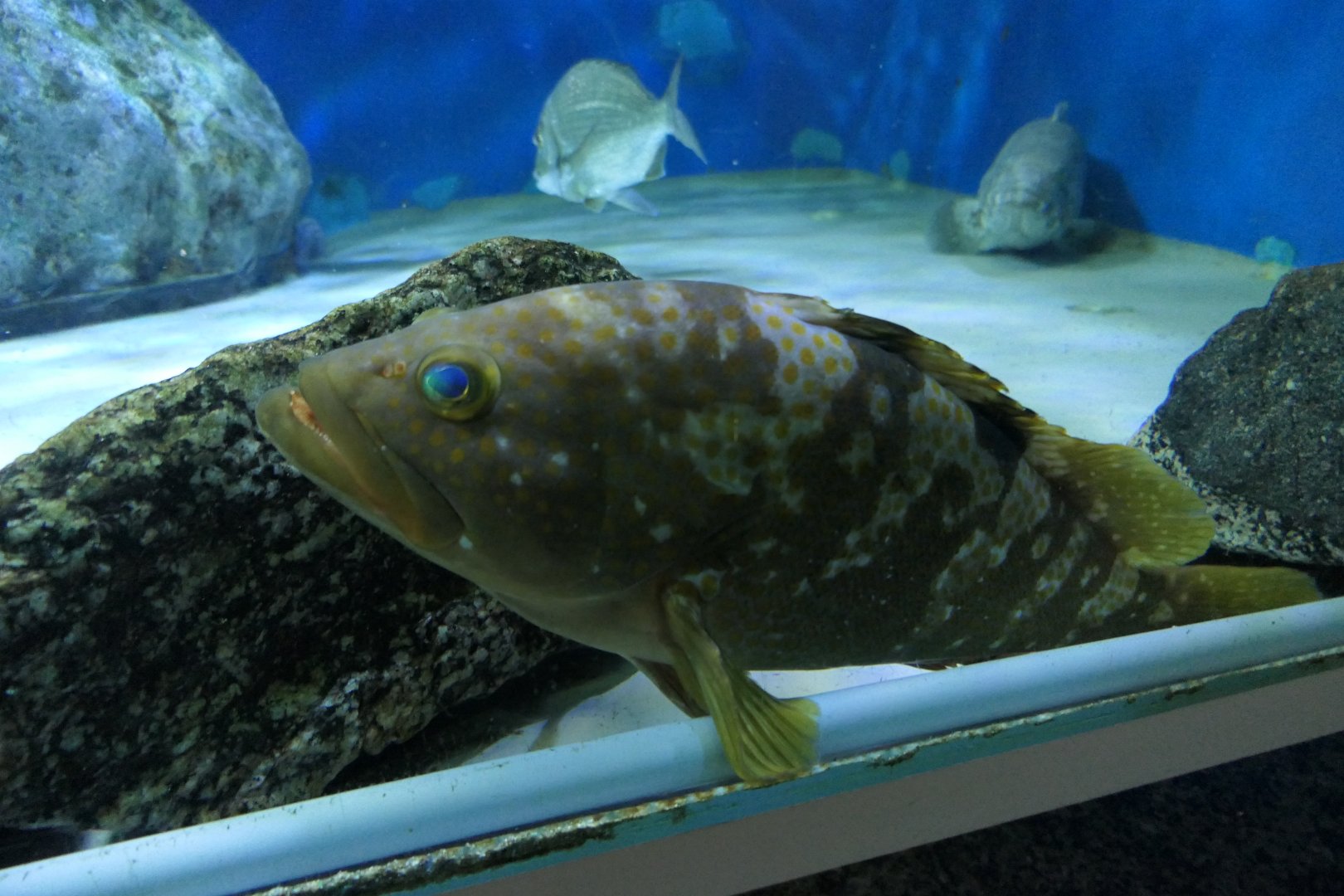 Hong Kong Grouper (Epinephelus akaara)