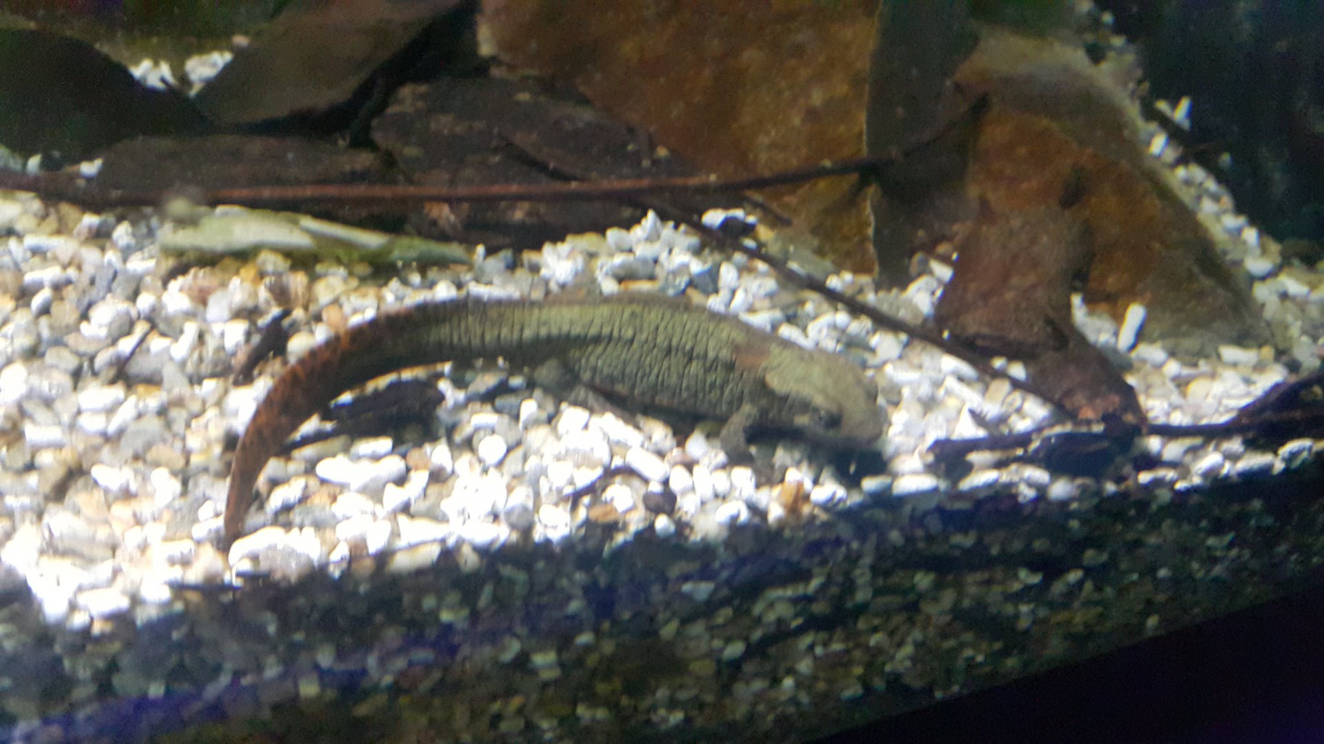 Hong Kong Newt